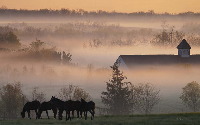 Horses field barn foggy morning #5 free wallpaper - medium preview image