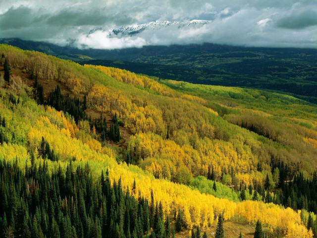 Mountain forest snow capped clouds free wallpaper - medium preview image