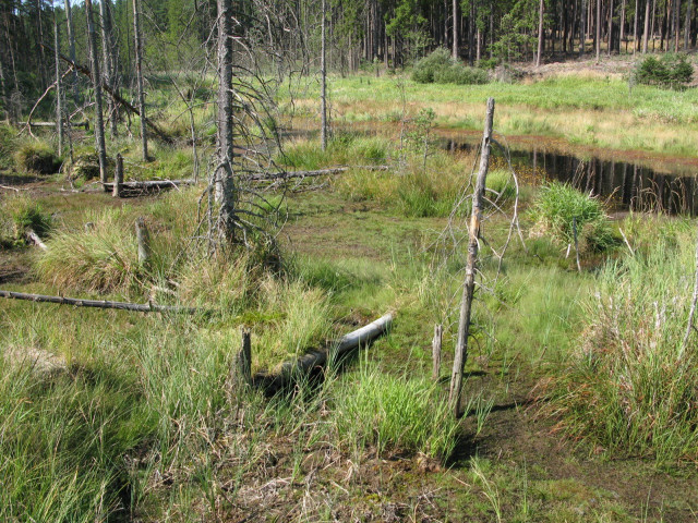 Swampy area trees logs grass #3 free wallpaper - medium preview image