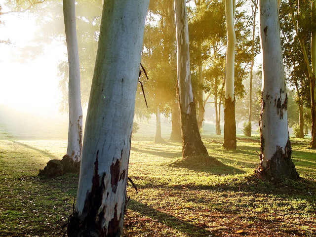 Park trees grass sunlight ground free wallpaper - medium preview image
