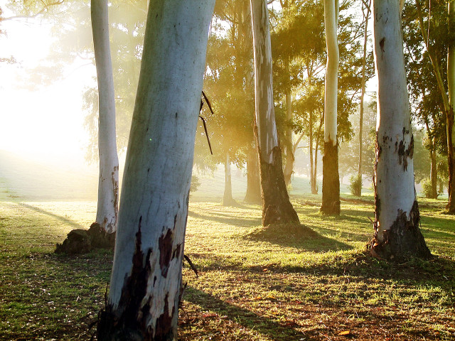 Park trees grass sunlight ground #4 free wallpaper - medium preview image