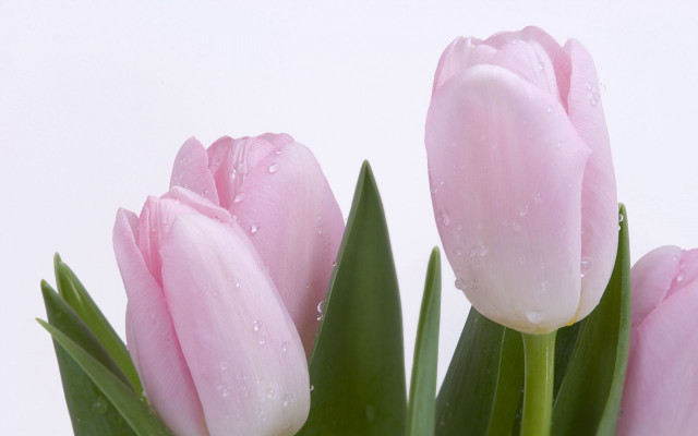 Pink flowers water droplets still #2 free wallpaper - medium preview image