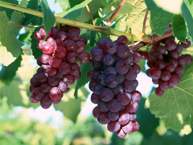 Grapes hanging tree branch leaves free wallpaper - medium preview image