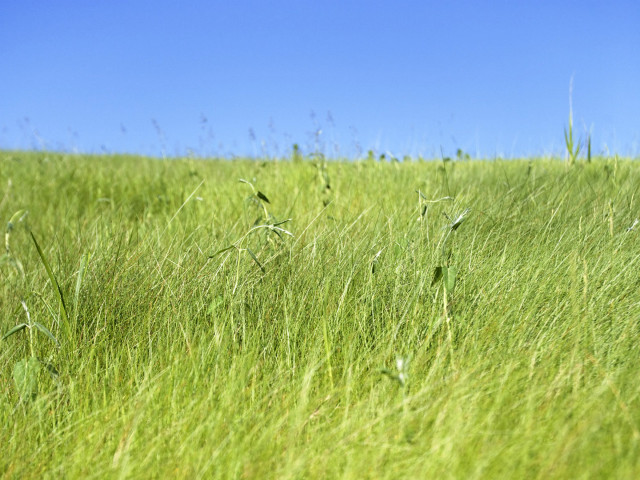 Tall grass blue sky bird free wallpaper - medium preview image