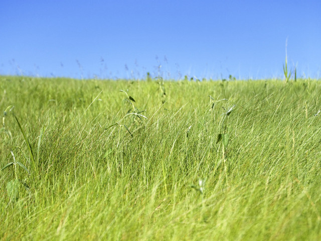 Tall grass blue sky bird #2 free wallpaper - medium preview image