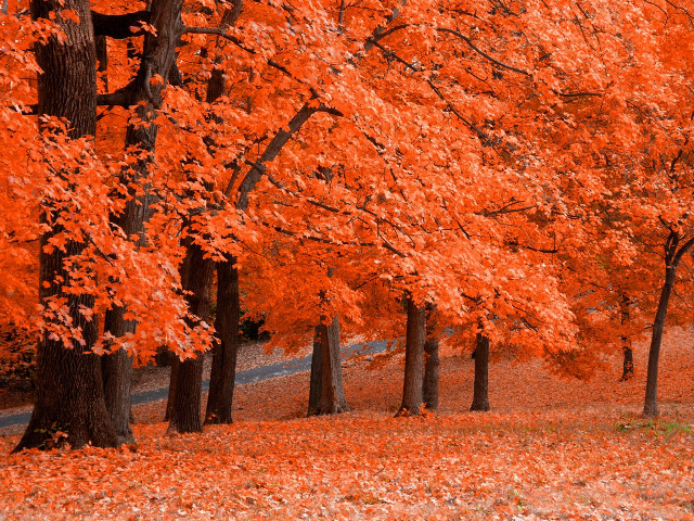 Park bench fall leaves orange #2 free wallpaper - medium preview image