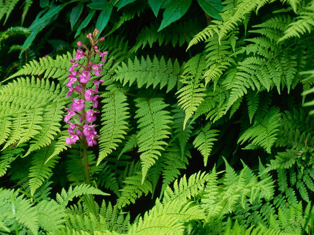 Purple flower green leaves ferns free wallpaper - medium preview image
