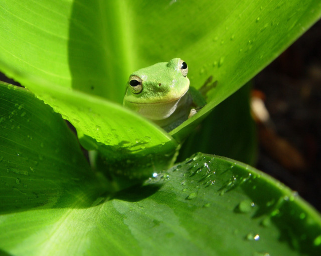 Frog sitting leaf rain water #3 free wallpaper - medium preview image