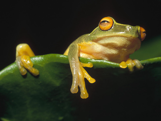 Frog green leaf black background #2 free wallpaper - medium preview image