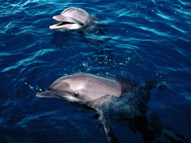 Dolphins swimming ocean mouthed close free wallpaper - medium preview image