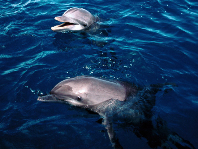 Dolphins swimming ocean mouths open free wallpaper - medium preview image