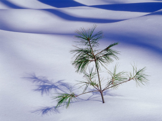 Small pine tree snow shadow free wallpaper - medium preview image