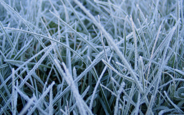 Frosty grass macro bamboo nature free wallpaper - medium preview image