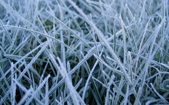 Frosty grass macro bamboo forest free wallpaper - medium preview image