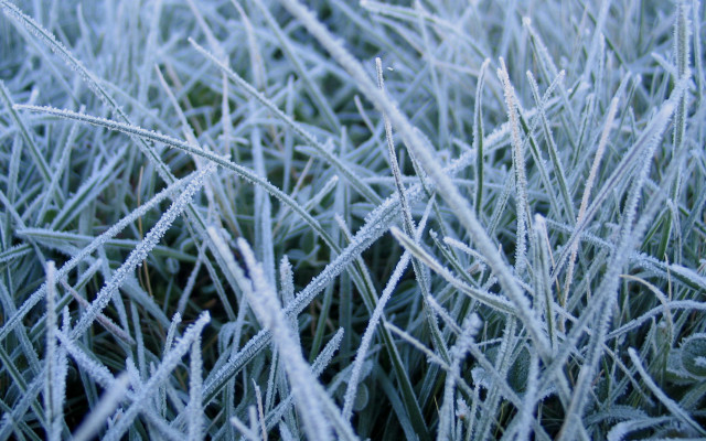 Frosty grass macro bamboo dew free wallpaper - medium preview image