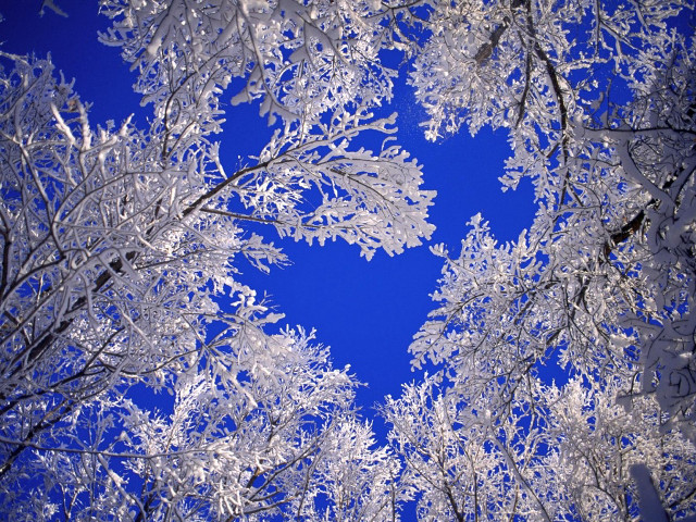 Blue sky snowy trees frost free wallpaper - medium preview image
