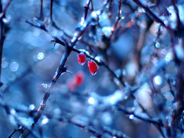 Red berries tree branch water free wallpaper - medium preview image