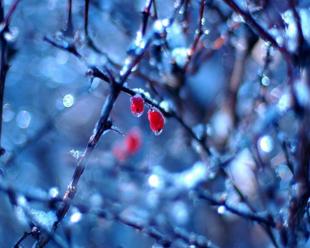Red berries tree branch water #3 free wallpaper - medium preview image
