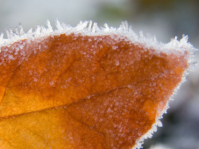 Leaf snow frost ice macro #2 free wallpaper - medium preview image