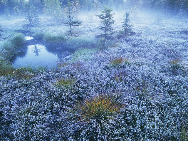 Foggy field stream trees pond free wallpaper - medium preview image