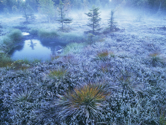 Foggy field stream trees pond #2 free wallpaper - medium preview image