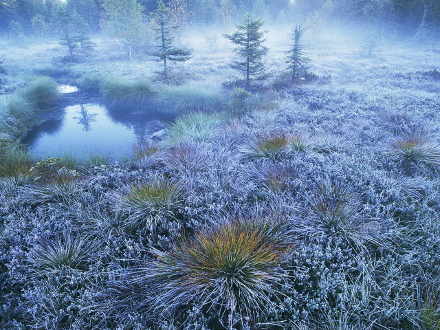 Foggy field stream trees pond #4 free wallpaper - medium preview image
