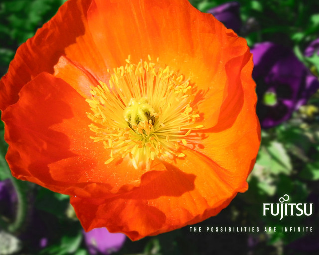Orange flower bokeh vibrant autumn free wallpaper - medium preview image