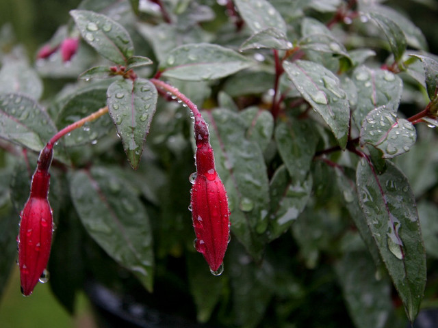 Red flower leaves water drops free wallpaper - medium preview image
