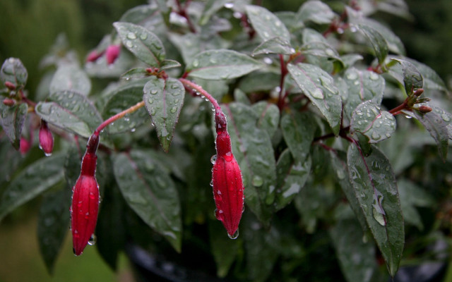 Red flower rain drops macro free wallpaper - medium preview image