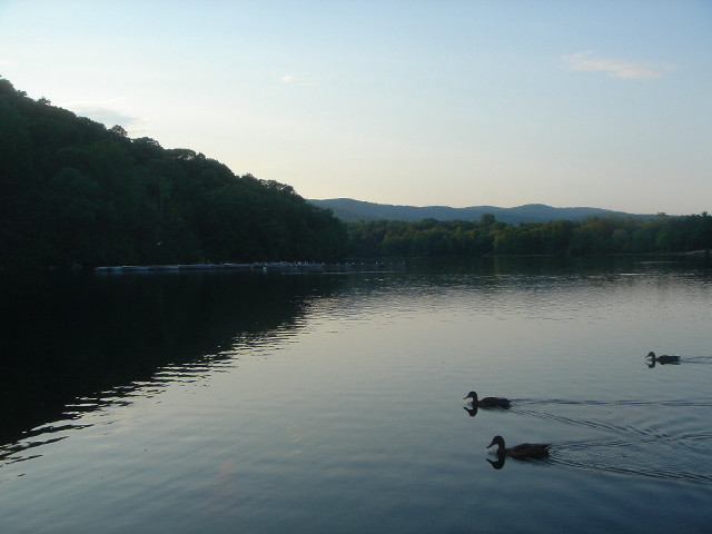 Ducks swimming lake forest mountains #3 free wallpaper - medium preview image