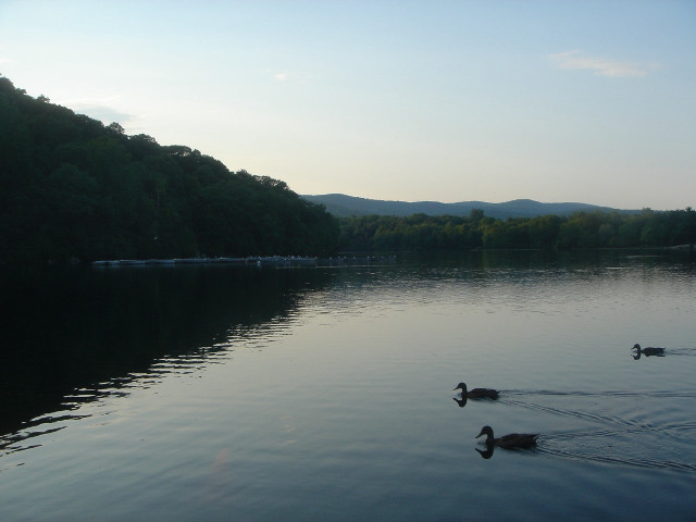 Ducks swimming lake forest mountains free wallpaper - medium preview image