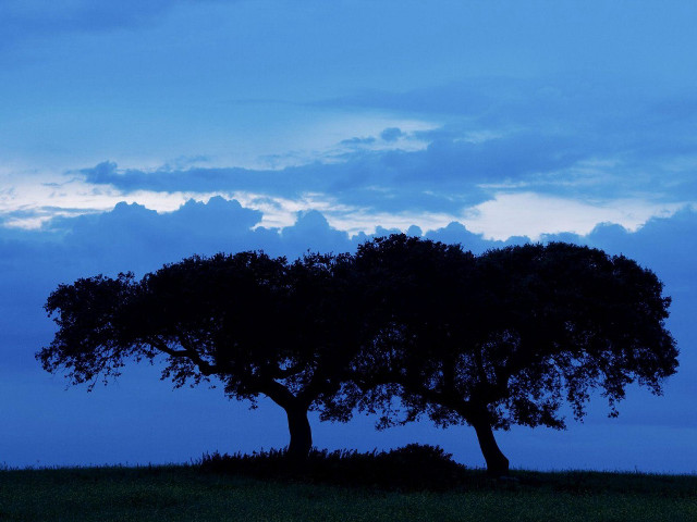 Trees grass night sky clouds free wallpaper - medium preview image