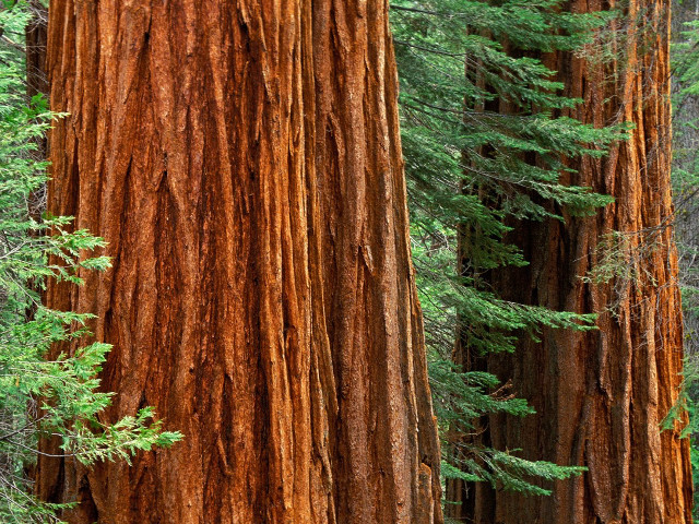 Forest tall trees bear standing #2 free wallpaper - medium preview image