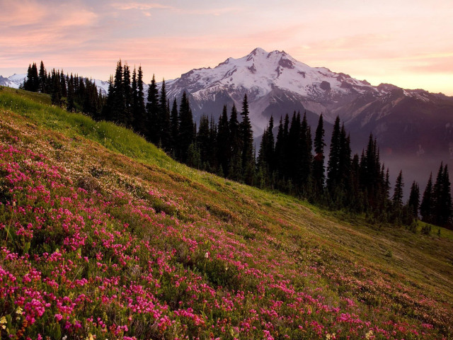 Mountain field flowers trees pink #3 free wallpaper - medium preview image