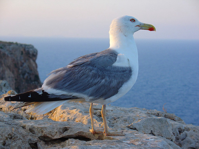 Seagull rock ocean cliff blue free wallpaper - medium preview image