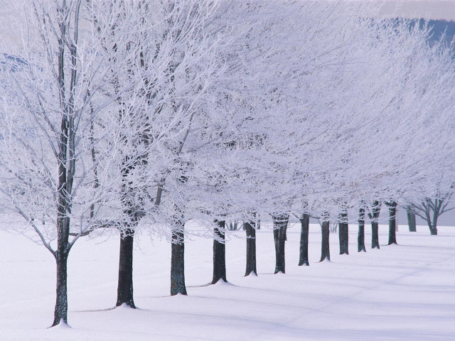 Snowy trees bare forest winter #2 free wallpaper - medium preview image