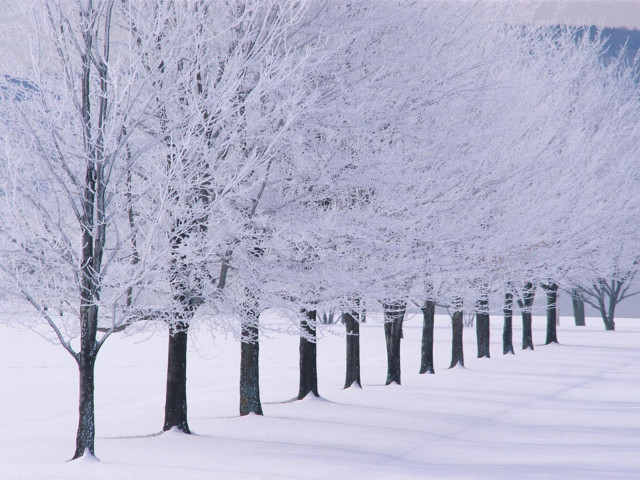 Snowy trees bare forest winter #5 free wallpaper - medium preview image