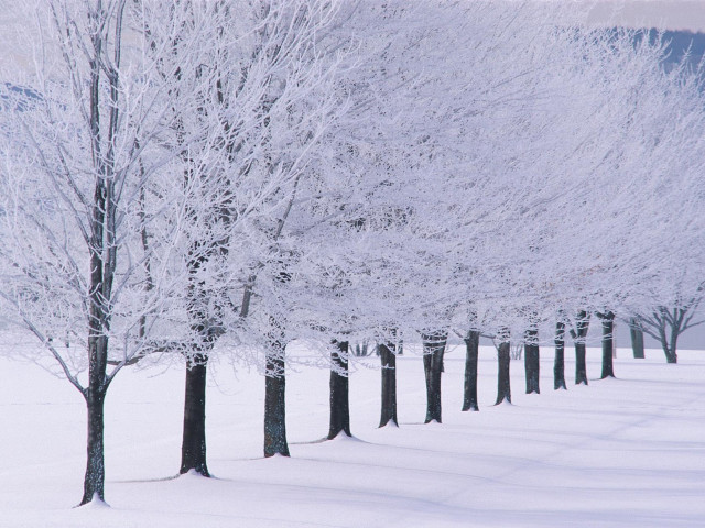 Snowy trees bare forest winter #3 free wallpaper - medium preview image