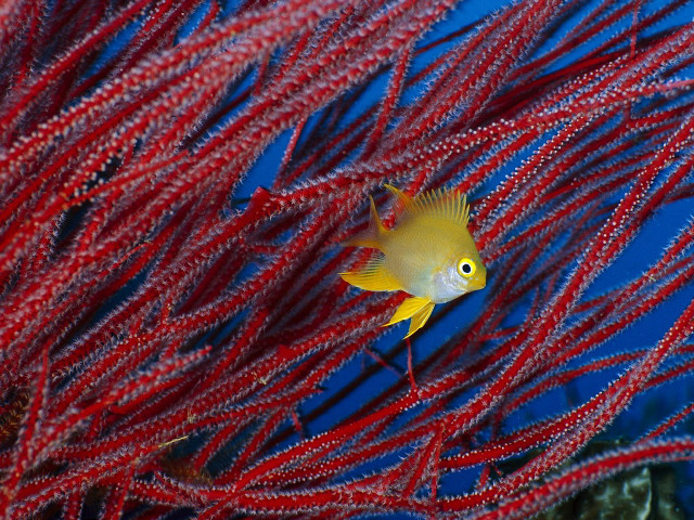 Yellow fish red seaweeds ocean free wallpaper - medium preview image