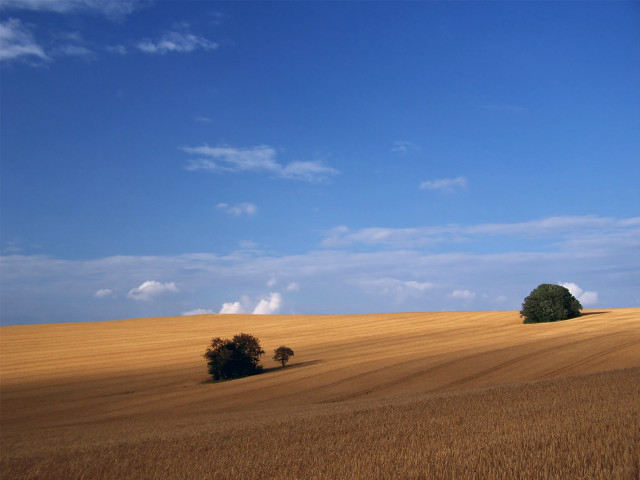 Field trees blue sky clouds #6 free wallpaper - medium preview image