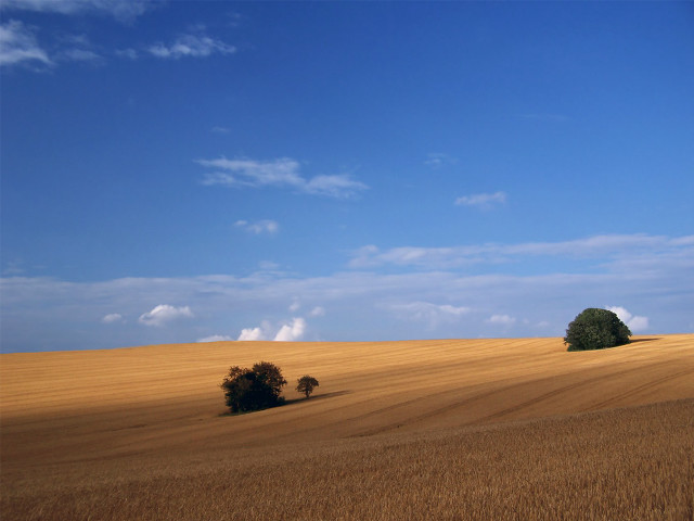 Field trees blue sky clouds #7 free wallpaper - medium preview image