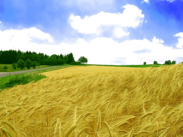 Wheat field road blue sky free wallpaper - medium preview image