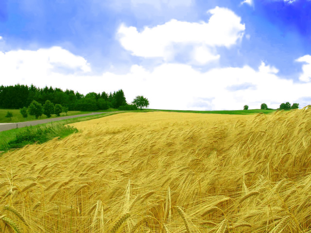 Wheat field road blue sky #4 free wallpaper - medium preview image
