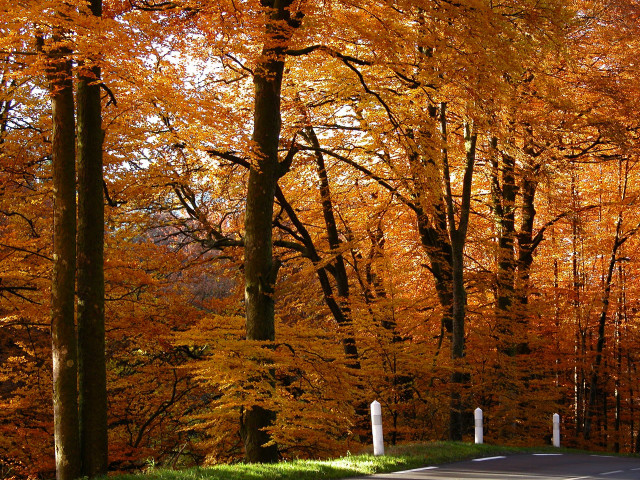Autumn road trees orange leaves #4 free wallpaper - medium preview image