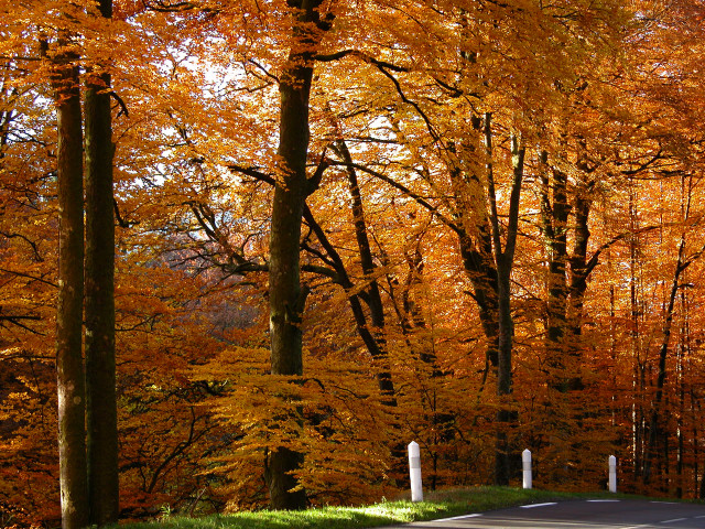 Autumn road trees orange leaves #6 free wallpaper - medium preview image