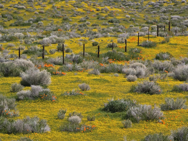 Yellow flowers grass fence cow #2 free wallpaper - medium preview image