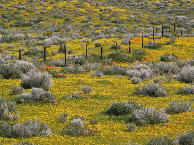 Cow yellow flowers field fence free wallpaper - medium preview image