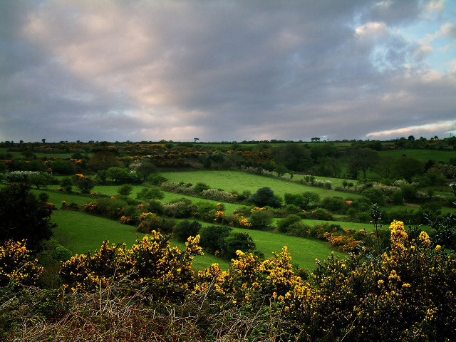 Lush green field yellow flowers #3 free wallpaper - medium preview image