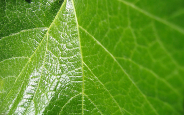 Green leaf white spot black #2 free wallpaper - medium preview image