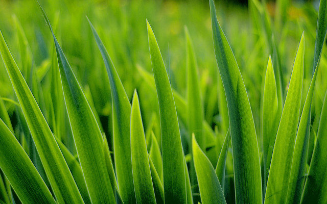 Green grass closeup blurry background #2 free wallpaper - medium preview image